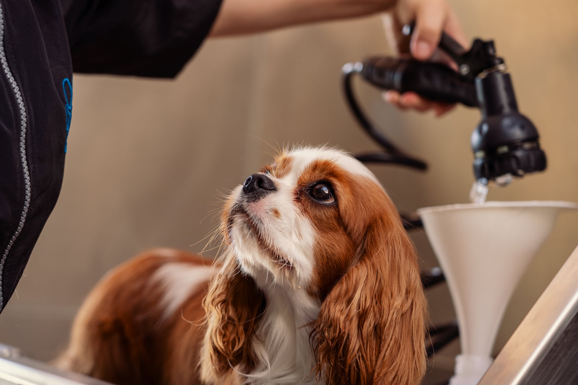 Hondenkapster Ramona is een hondje aan het wassen.